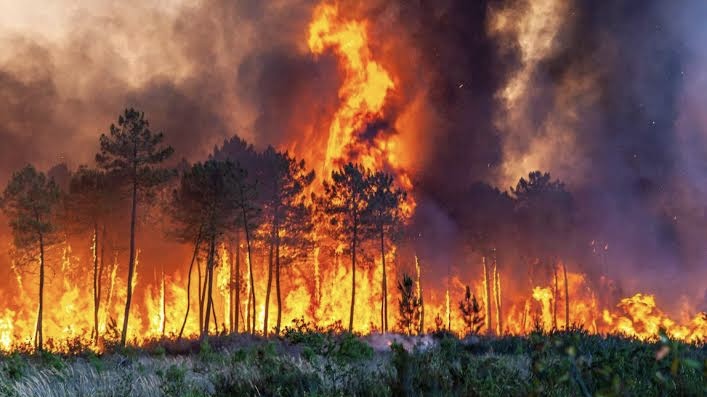Pemko Pekanbaru Belum Tetapkan Status Siaga Darurat Kebakaran Lahan